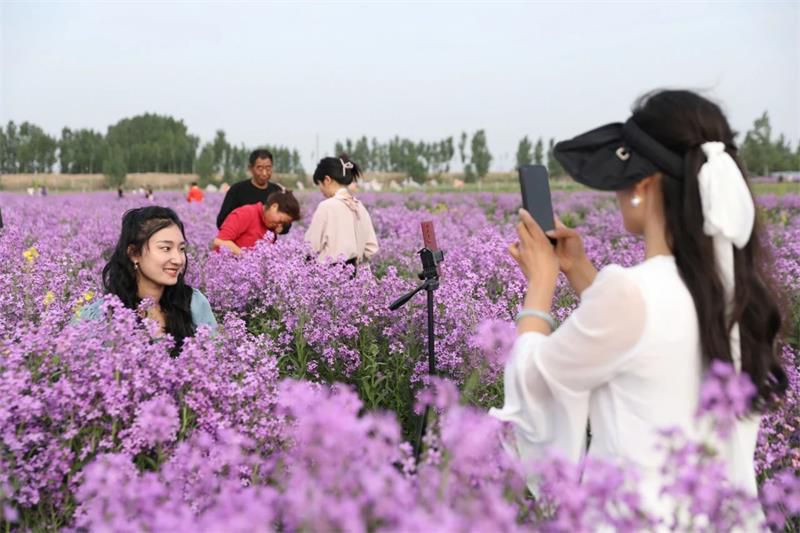 10萬余人次！太極莊首屆紫色油菜花節(jié)收官